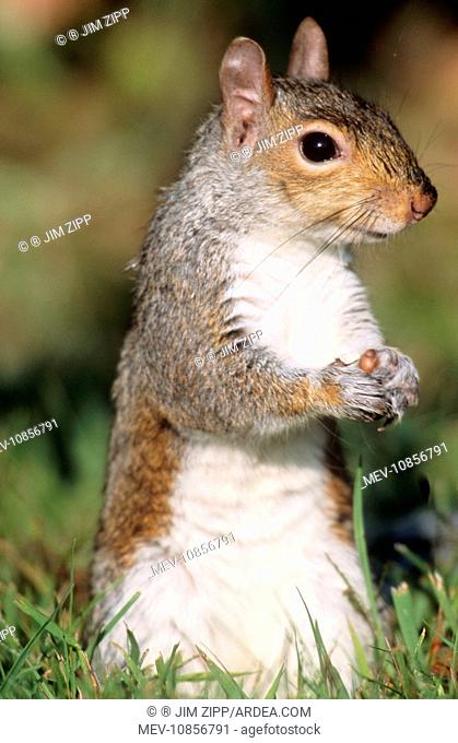 Grey Squirrel (Sciurus carolinensis). Hamden, CT, USA