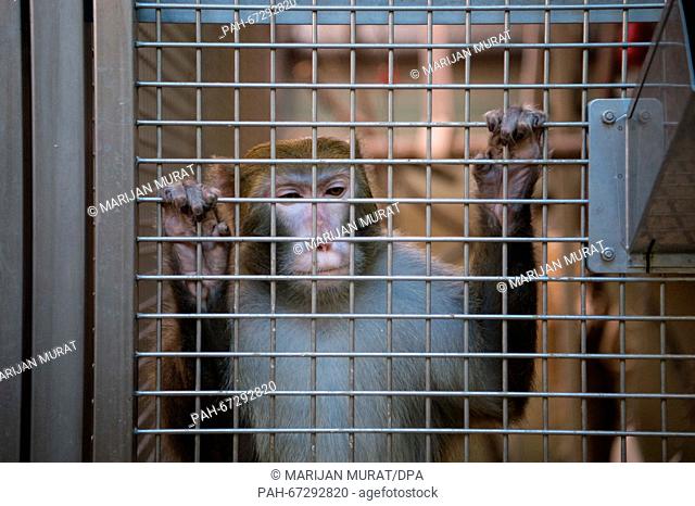 A rhesus monkey holds on to the metal grid of its cage at the Max-Planck-Institute for biological cybernetics in Tuebingen, Germany, 10 March 2016