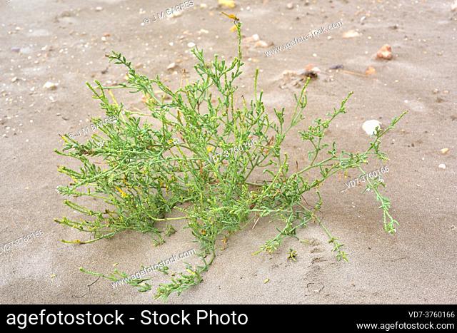 European searocket (Cakile maritima) is a succulent annual plant native to coastlines of Europe, northern Africa and western Asia