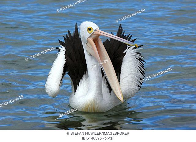 Australian Pelican (Pelecanus conspicillatus), Australia