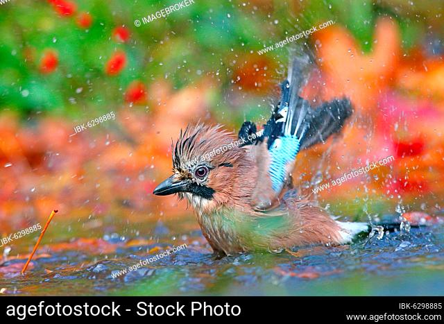 Eurasian jay (Garrulus glandarius) bathes in shallow water with autumn leaves, Solms, Hesse, Germany, Europe