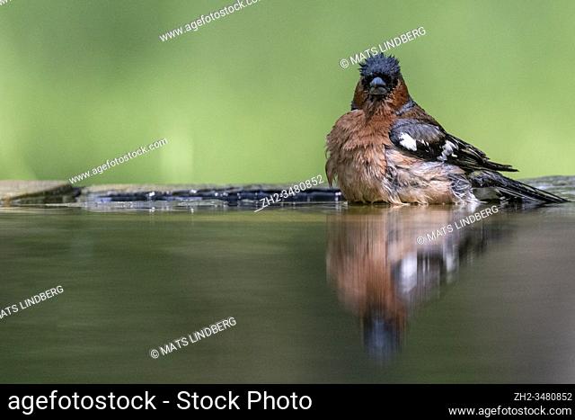 Common chaffinch, Fringilla coelebs bathing, Kiskunsági Nemzeti park, Hungary