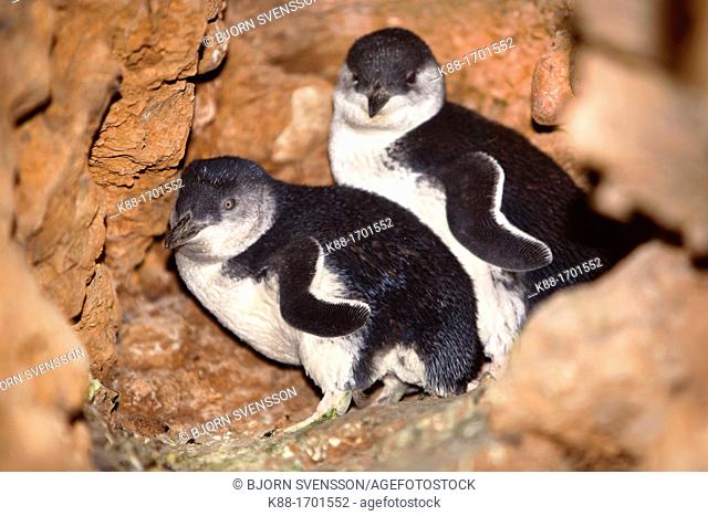 Little Penguins Eudyptula minor, the smallest species of Penguin in the world  Maria Island, Tasmania, Australia