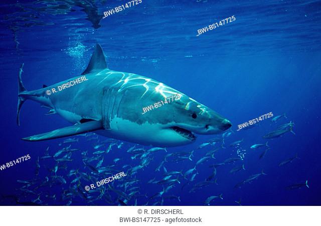 great white shark (Carcharodon carcharias, Carcharodon rondeletii), swimming under water surface, Mexico, Guadalupe