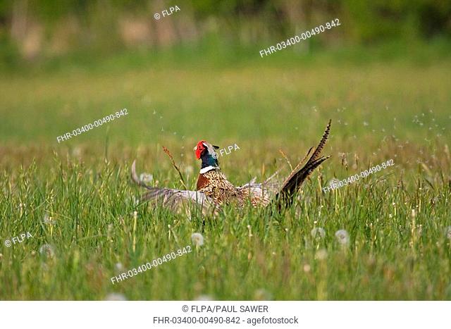 Common Pheasant Phasianus colchicus adult male, displaying, causing Common Dandelion Taraxacum officinale seed dispersal, Suffolk, England, may
