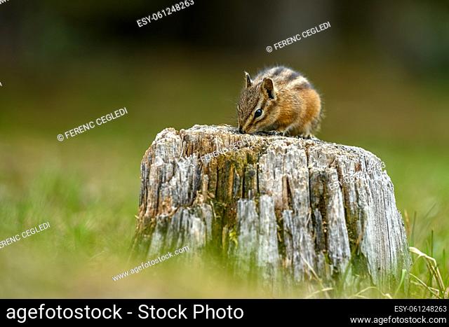 A cute and playful chipmunk running, jumping, sitting and eating on an old tree trunk in E. C. Manning Park, British Columbia, Canada