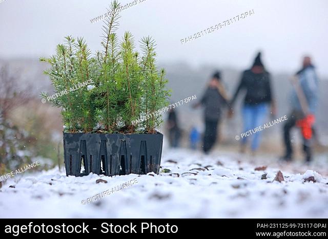 25 November 2023, Saxony-Anhalt, Wernigerode: Douglas fir trees stand by the wayside during a planting campaign organized by the state parliament