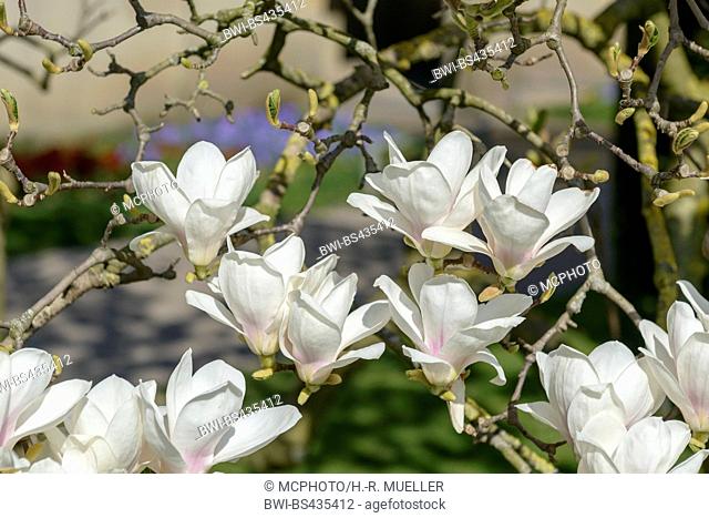 magnolia (Magnolia 'Amabilis', Magnolia Amabilis), cultivar Amabilis