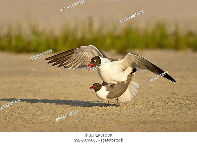 Close up of Laughing Gulls  Larus atricilla mating on beach