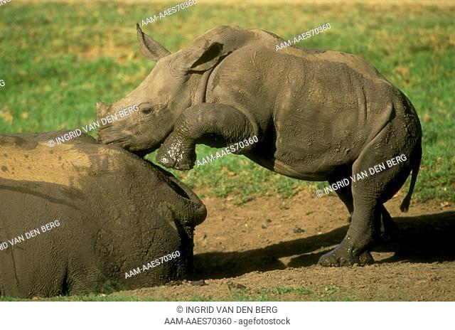 White Rhino (Ceratotherium simum) playful calf. KwaZulu-Natal Midlands South