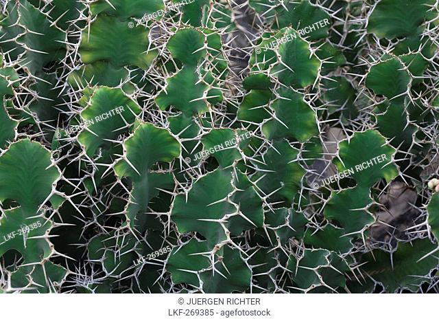 Wood spurge, lat. Euphorbia Grandicornis from east Africa in the botanical garden, Jardin de Cactus, artist and architect Cesar Manrique, Guatiza, Lanzarote