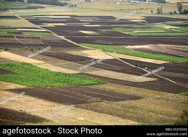 Farmland, Ethiopia