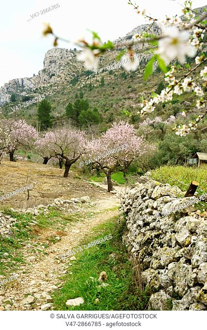 Almond trees in bloom in the Vall de Laguar, Benimaurell, province of Alicante, Valencia, Spain
