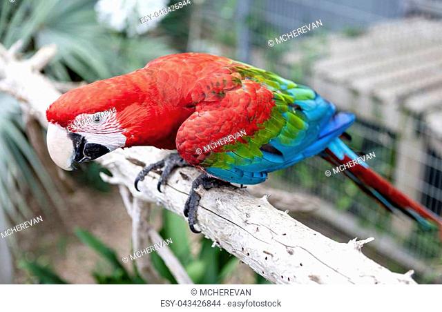 Big parrot macaw. A big bird in bright red blue green lights