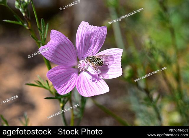 Flower flies or hoverflies are diptera insects that feeds of pollen and nectar flowers, in this photo Malva moschata. This photo was taken in Arribes del Duero...