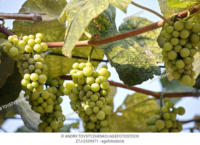 Bunches of green grapes on the background of blue sky