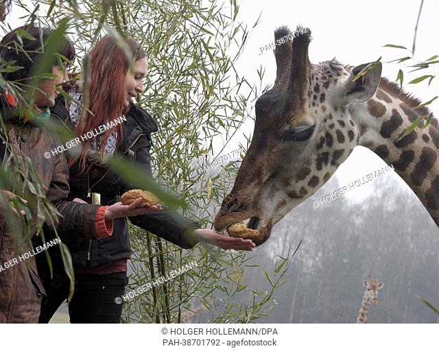 Patients Manuela Staffhorst and Kerstin Tschoertner (R) feed feed a giraffe at Serengeti Park near Hodenhagen, Germany, 10 April 2013