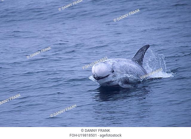 Risso's dolphin Grampus griseus speed swimming or porpoising at surface, Monterey Bay, California, USA