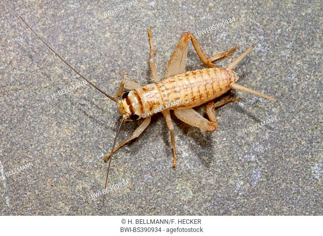 House cricket, Domestic cricket, Domestic gray cricket (Acheta domesticus, Acheta domestica, Gryllulus domesticus), sitting on the ground, Germany