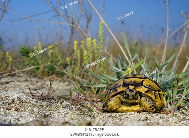 Eurasian Spur-thighed tortoise, Mediterranean spur-thighed tortoise, Common tortoise, Greek tortoise (Testudo graeca ibera, Testudo ibera)