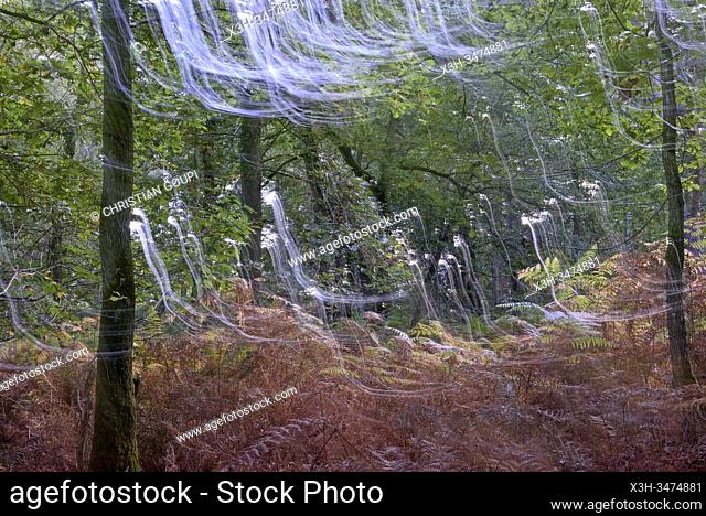 understory, forest of Rambouillet, Yvelines department, Ile de France region, France, Europe