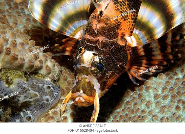Twinspot lionfish, Dendrochirus biocellatus, head detail, Dumaguete, Negros Island, Philippines
