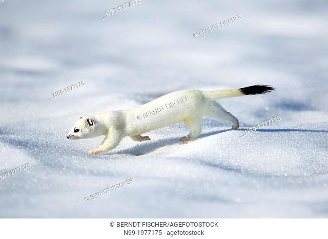Stoat (Mustela erminea) on snow, white winter coat, Bavaria, Germany