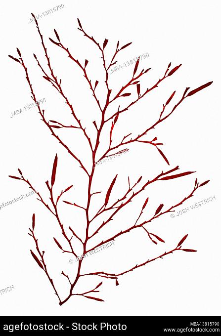 Halidrys siliquosa (Linnaeus) Lyngbye, Brown Alga (Phaeophyceae)