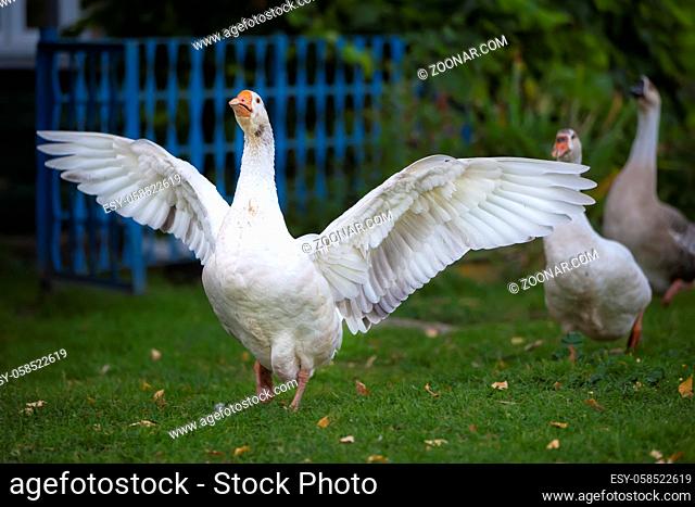 Domestic village goose flaps its wings White goose