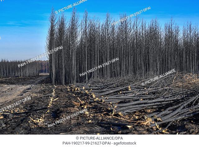 15 February 2019, Brandenburg, Treuenbrietzen: Black burnt pines of a burnt forest near the federal highway 102 rise into the blue sky