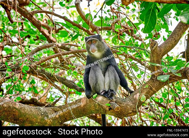 Blue monkey, Cercopithecus mitis, Lake Manyara National Park, Tanzania, East Africa, Africa