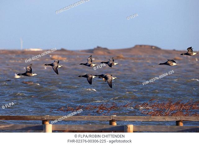 Brent Goose (Branta bernicla bernicla) dark-bellied form, flock, in flight over flooded coastal marshland habitat after tidal surge, Cley-next-the-sea