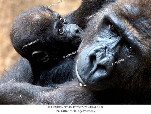 Five-month old baby gorilla Jengo cuddles with his mother Kibara at the zoo in Leipzig,  Germany, 08 May 2014. Gorilla boy Jengo becomes more independent from...