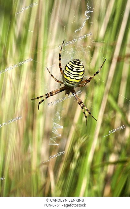 Wasp spider Argiope bruennichi resting in its web