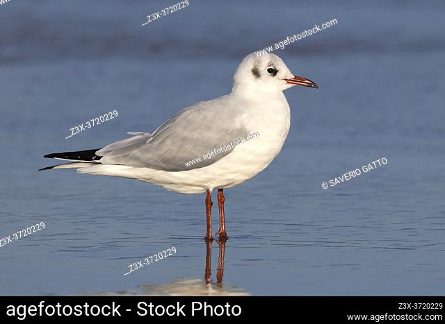 Black-headed Gull (Chroicocephalus ridibundus), side view of an adult in winter plumage standing on the shore, Campania, Italy