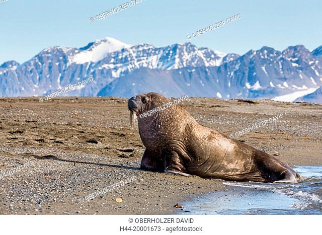 Spitsbergen, walrus