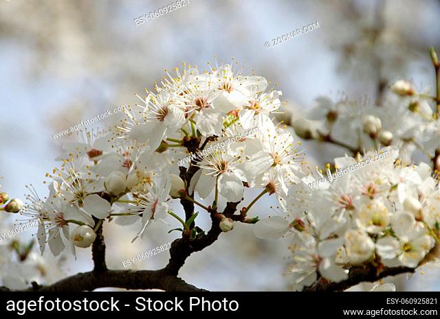Pflaumenbaumbluete - plum blossom 76