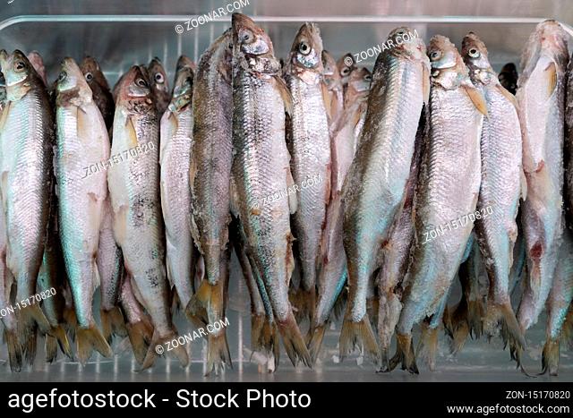 Lot of frozen smelt fish with silver scales in freezer at seafood market. Close-up flat view. Concept: healthy eating, delicious, seafood market, Asian cuisine