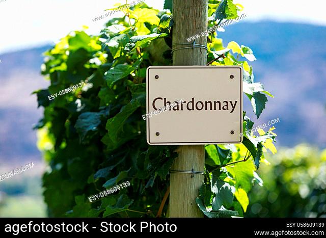 Chardonnay wine grape variety sign on wooden pole selective focus, vineyard varieties signs, Okanagan valley wine region British Columbia, Canada