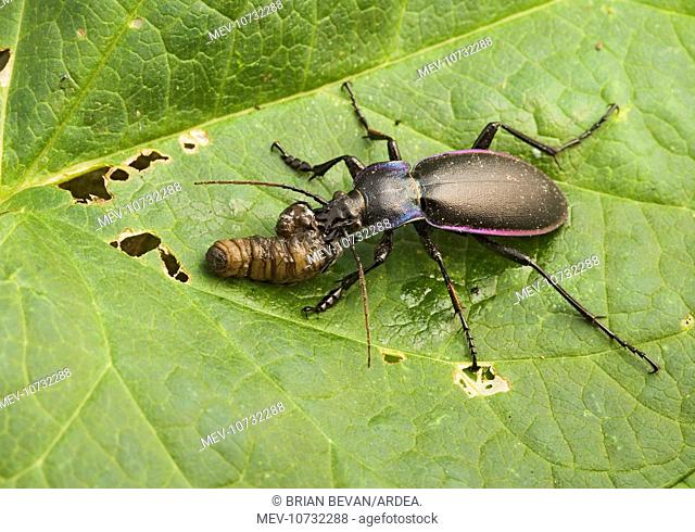 Violet Ground Beetle - feeding on ÔleatherjacketÕ, larvae of Cranefly / Daddy-long-legs. (Carabus violaceus)