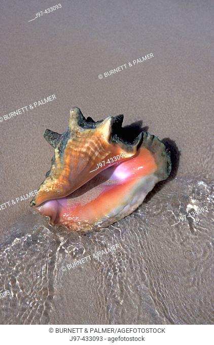Vertical image of a Queen Conch shell washed on shore by the daily tides - Gibbs Cay -Turk Islands