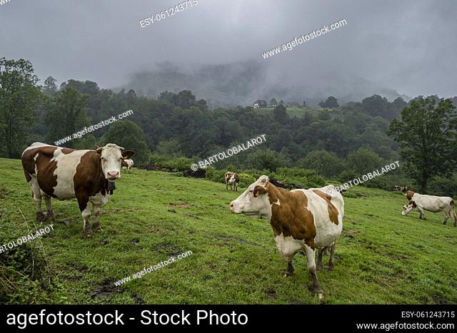 herd of cows, Col de Hourataté, Aspe valley, Aquitaine region, Pyrénées-Atlantiques department, France
