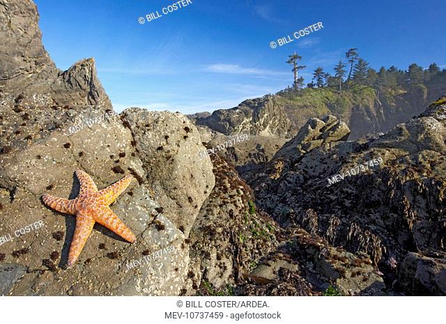 Offsore Sea Stacks and Tidepools with Ochre Sea Stars, Second Beach (Pisaster ochraceus)