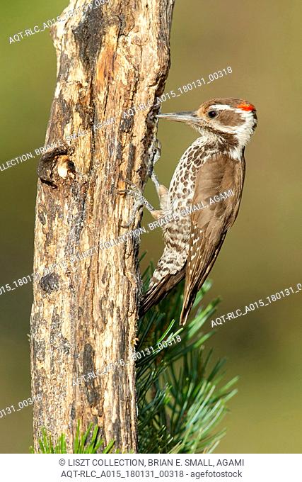 Arizona Woodpecker, Picoides arizonae, Leuconotopicus arizonae