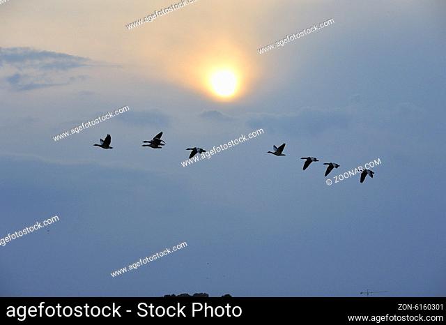A group of birds or geese flying in the sunset sky