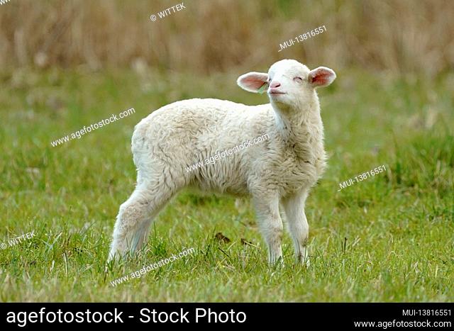 Forest sheep (Landschafrasse, domestic sheep breed) lamb on a pasture, Germany