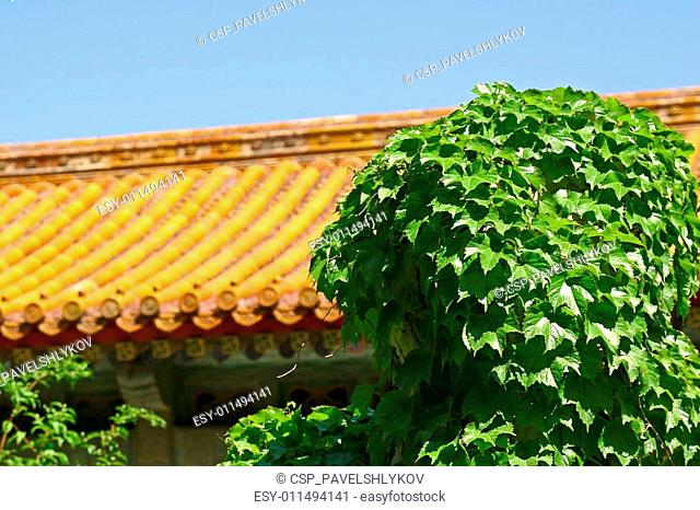 Ellow China roof in green for background