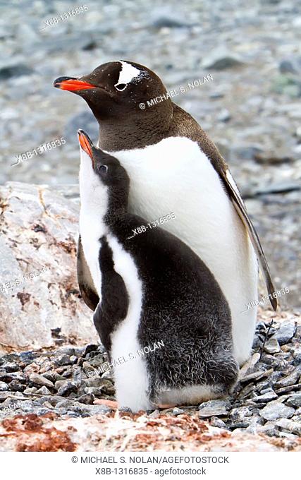 Gentoo penguins Pygoscelis papua in Antarctica, Southern Ocean  MORE INFO The gentoo penguin is the third largest of all penguins worldwide