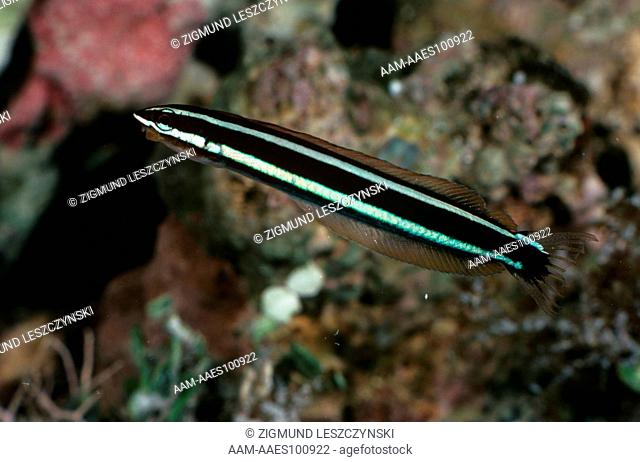 Saber-toothed Blenny (Runula rhinorhynchus) cleaner Wrasse mimic. Indo-Pacific