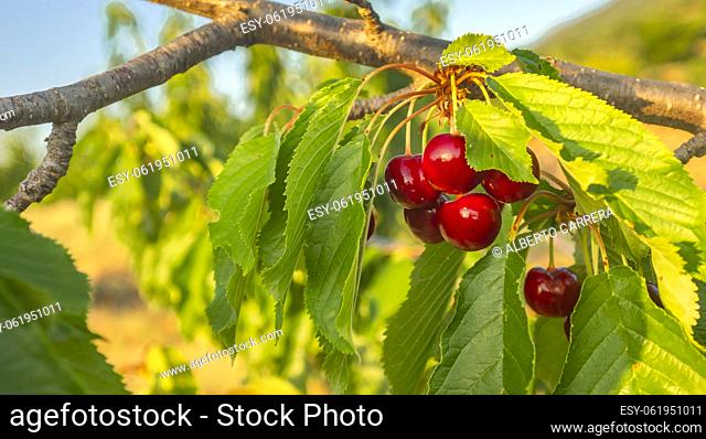 Cherries on the Cherry Tree, Valle del Jerte, Spanish Goods of Cultural Interest, Cáceres, Extremadura, Spain, Europe